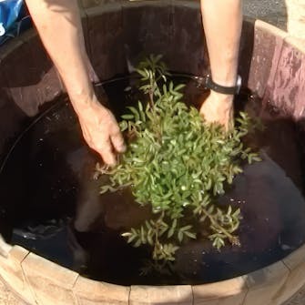 flytting av roser flytting av roser